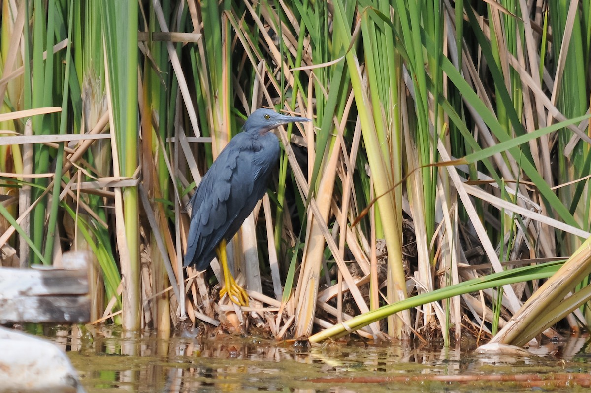 Slaty Egret - ML264538091