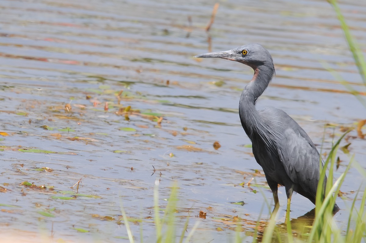 Slaty Egret - Augusto Faustino