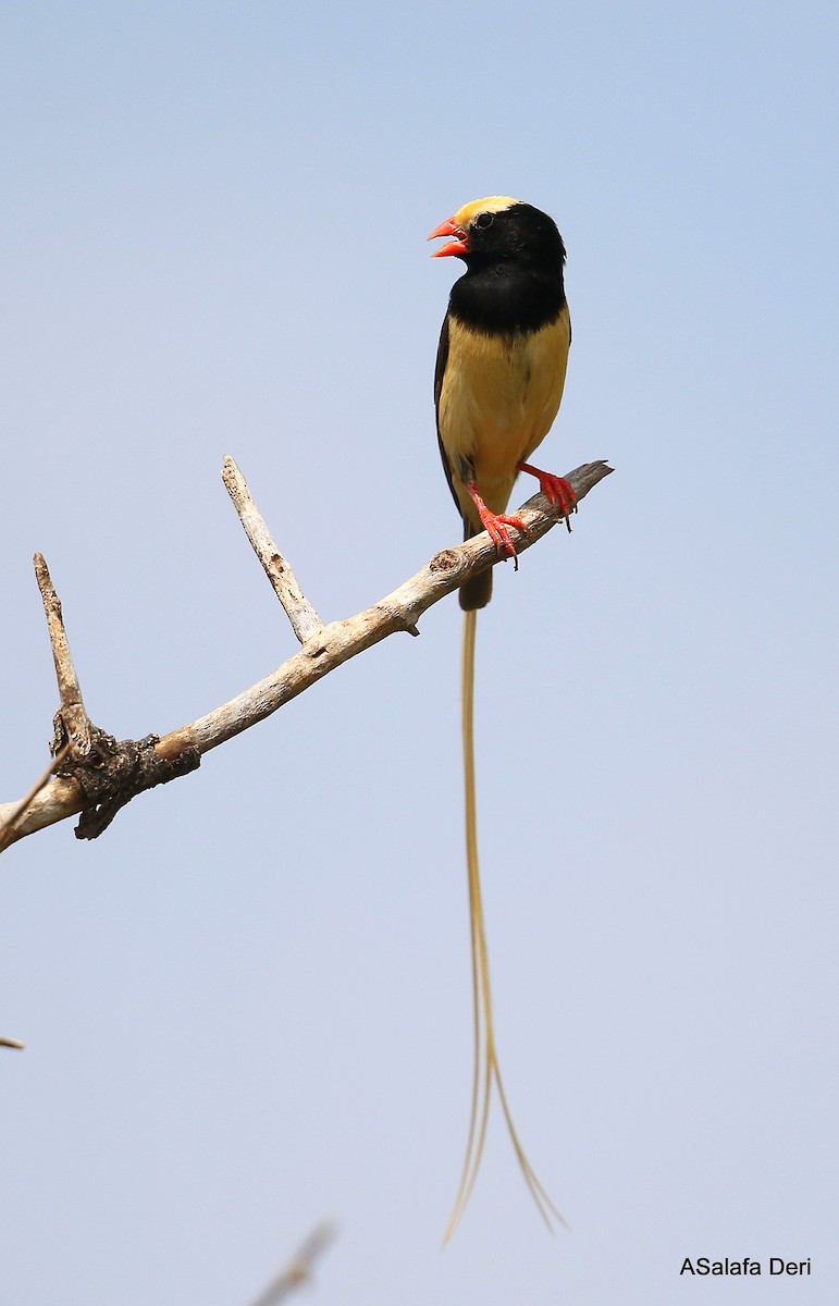 Straw-tailed Whydah - Fanis Theofanopoulos (ASalafa Deri)