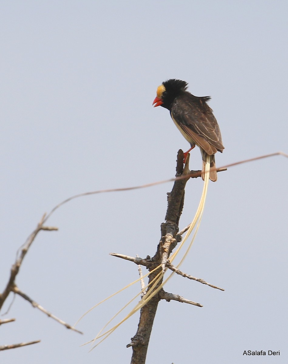 Straw-tailed Whydah - Fanis Theofanopoulos (ASalafa Deri)