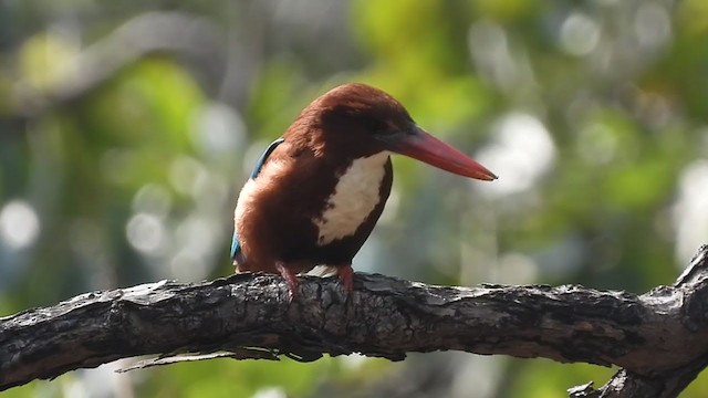 White-throated Kingfisher - ML264541221