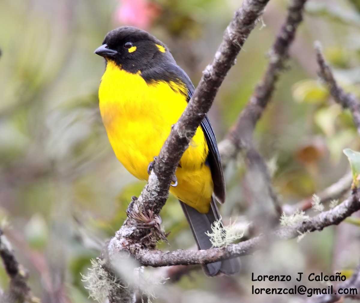 Lacrimose Mountain Tanager - Lorenzo Calcaño