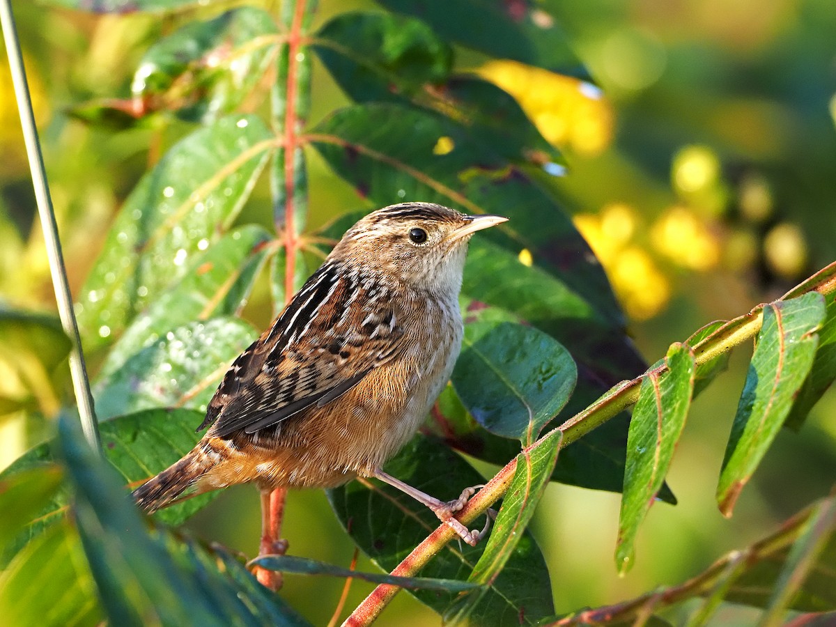 Sedge Wren - ML264543901