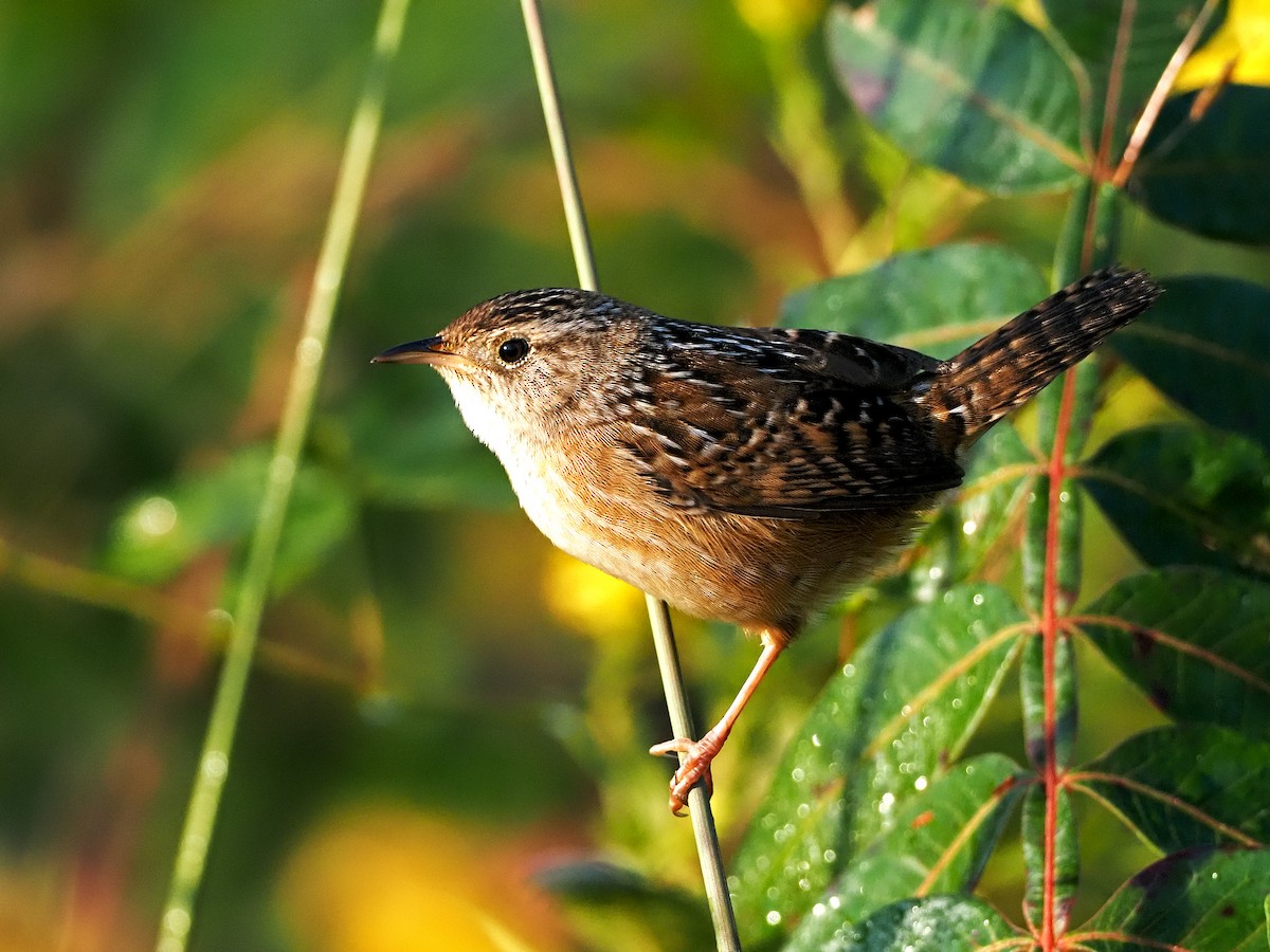 Sedge Wren - ML264543961