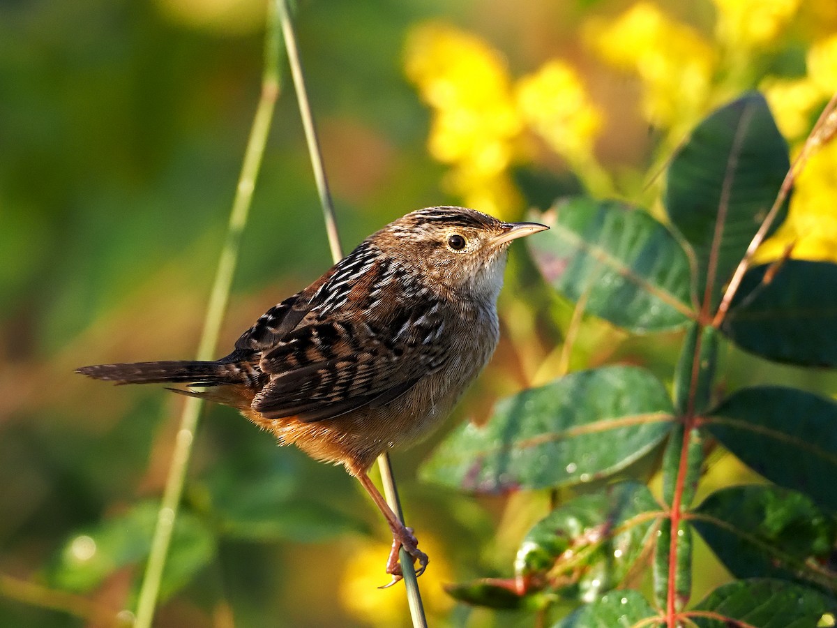 Sedge Wren - ML264544141