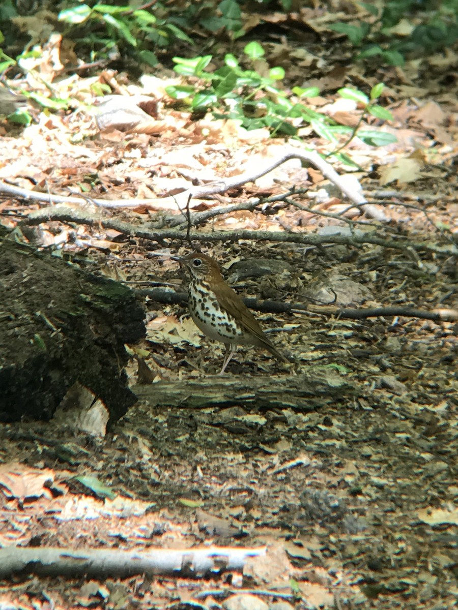 Wood Thrush - ML264544271