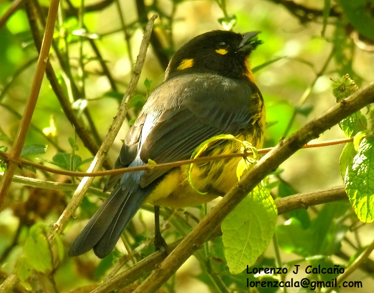 Lacrimose Mountain Tanager - ML264544361