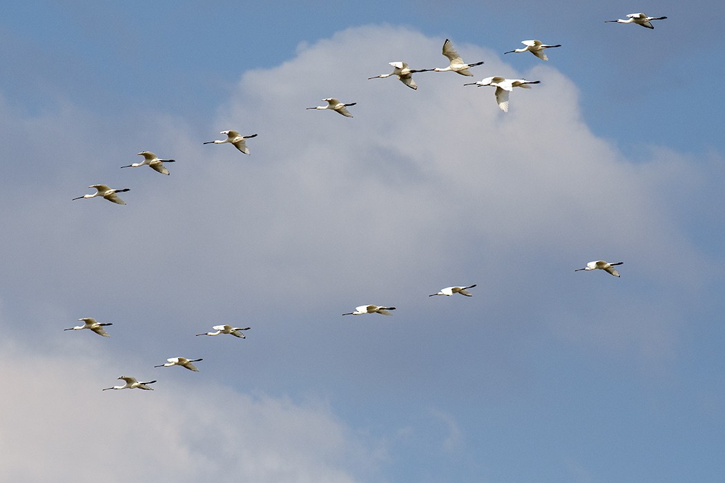 Eurasian Spoonbill - Mehmet ertan Tiryaki