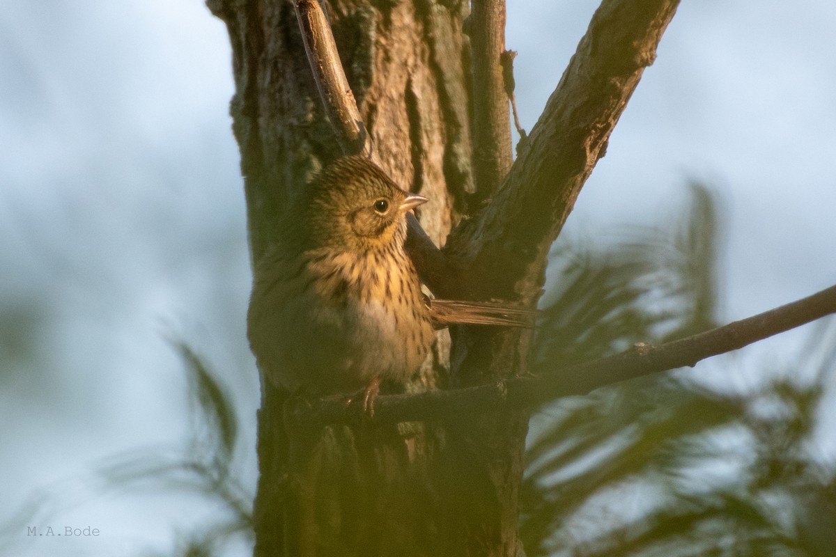 Lincoln's Sparrow - ML264547131