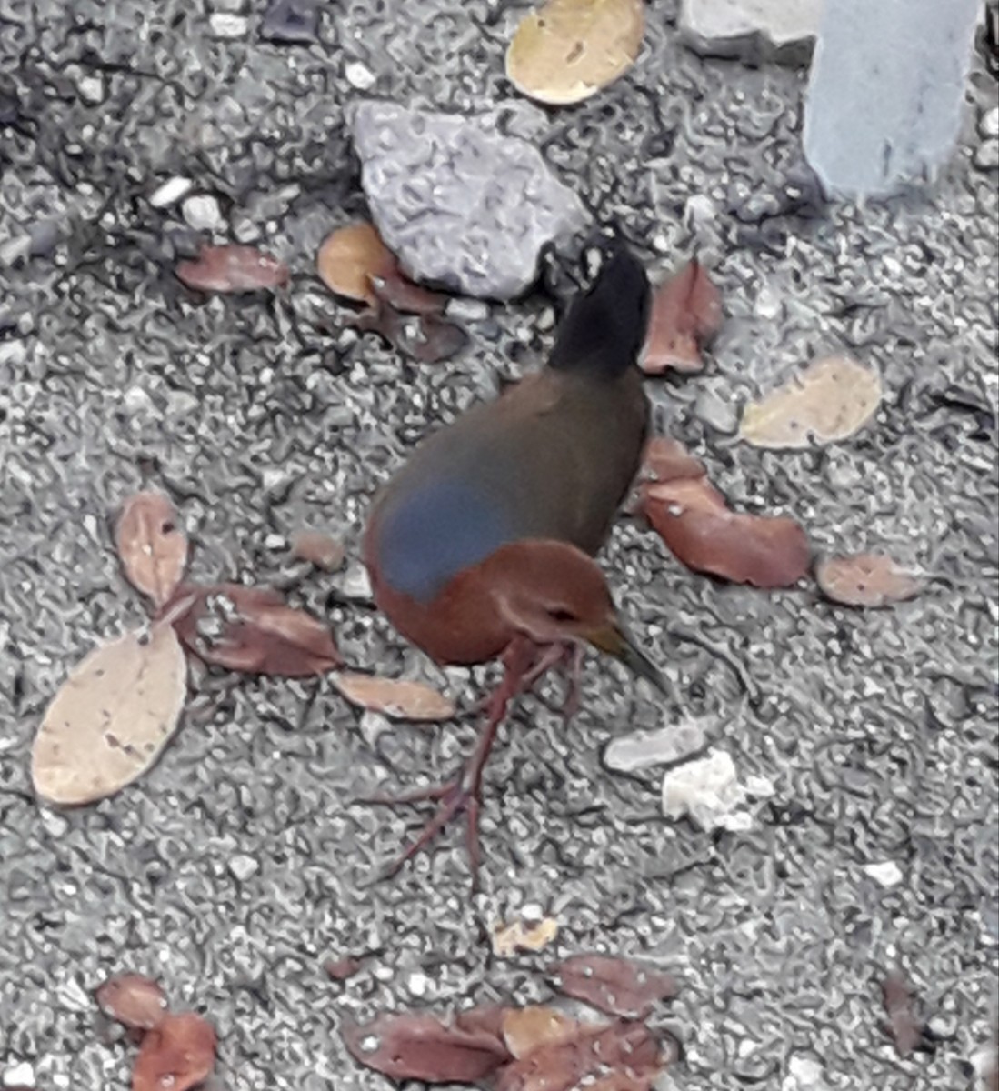 Rufous-necked Wood-Rail - ML264549201