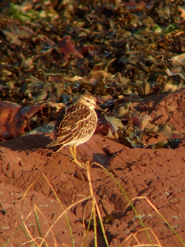 Graubrust-Strandläufer - ML264550091