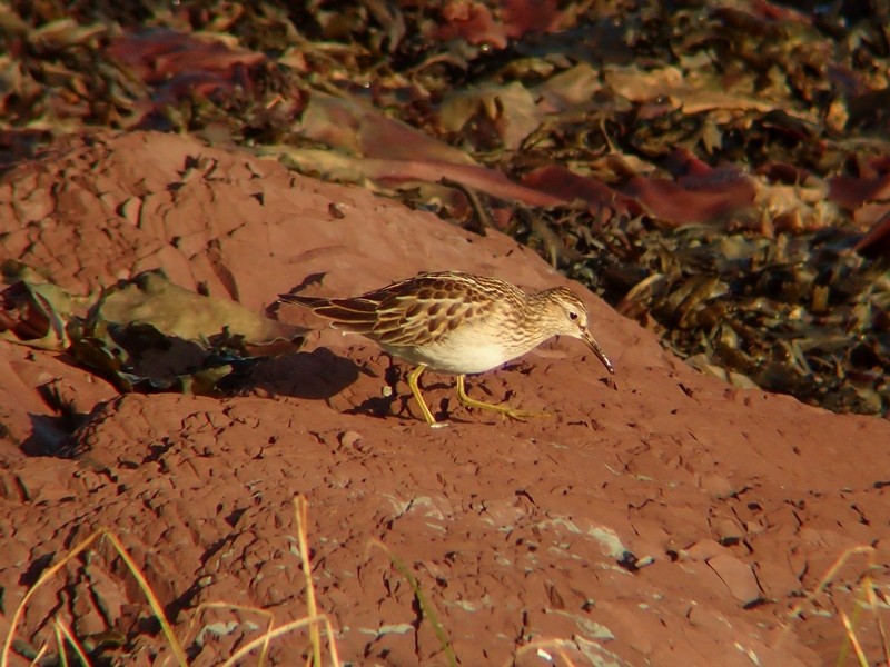 アメリカウズラシギ - ML264550101