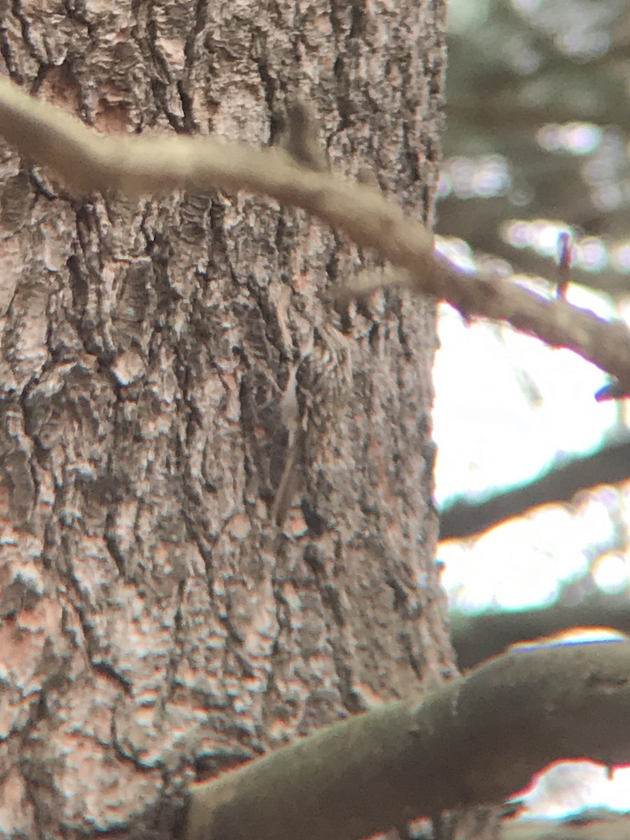 Brown Creeper - ML264551091