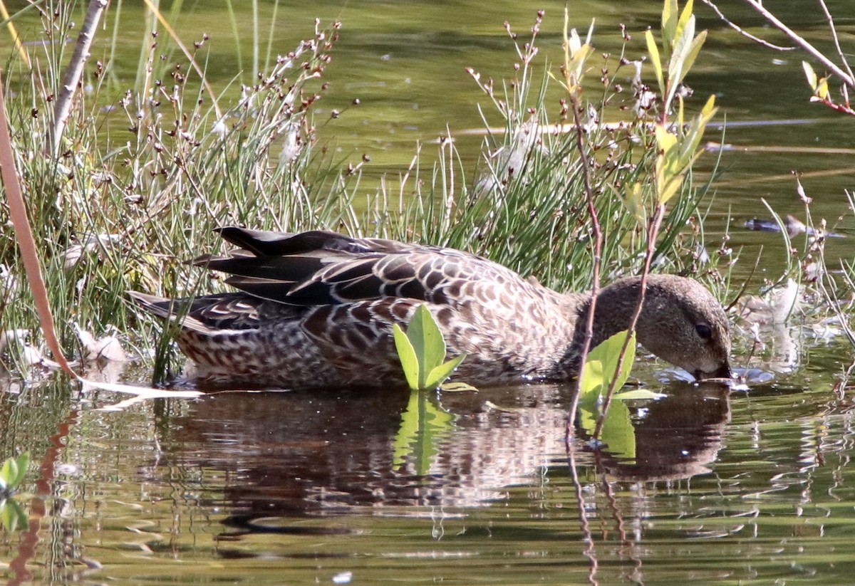 Blue-winged Teal - ML264551711