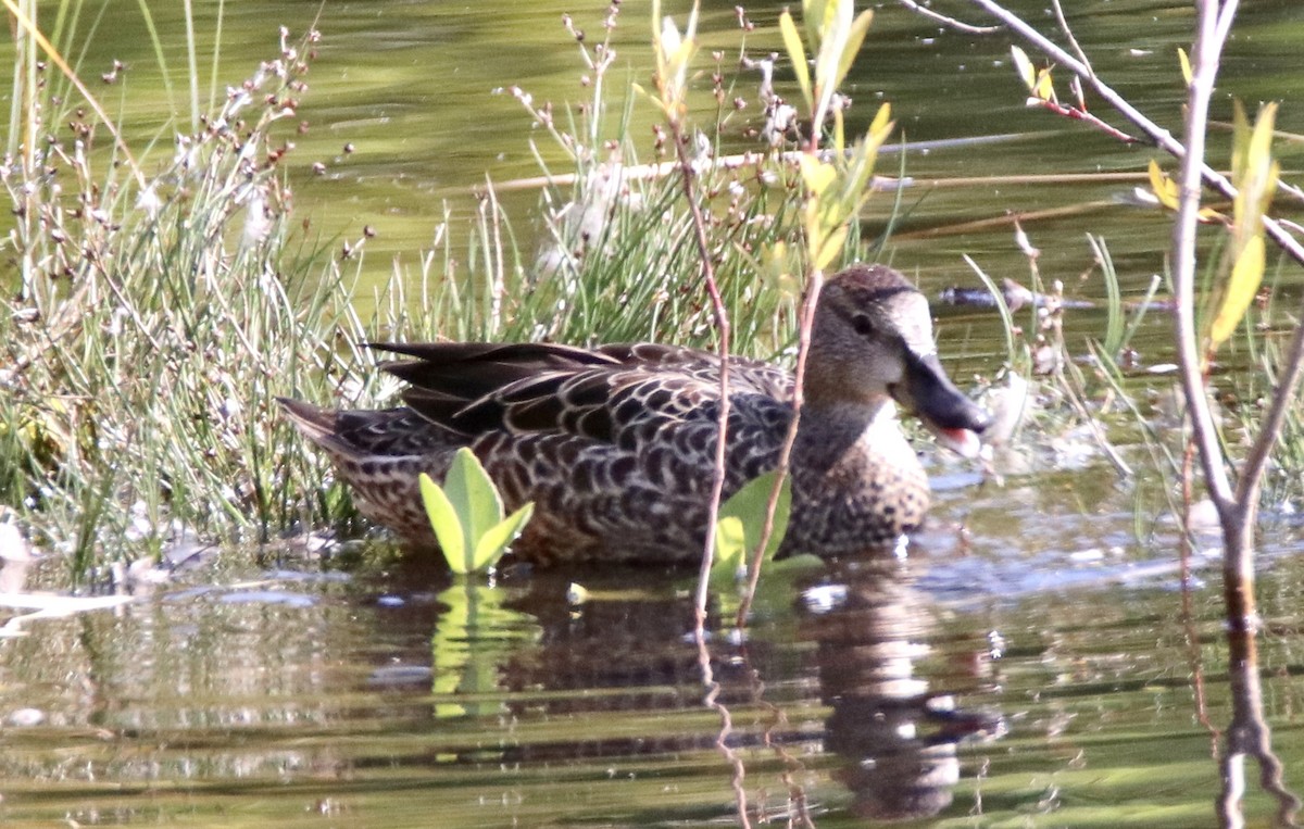 Blue-winged Teal - ML264551781