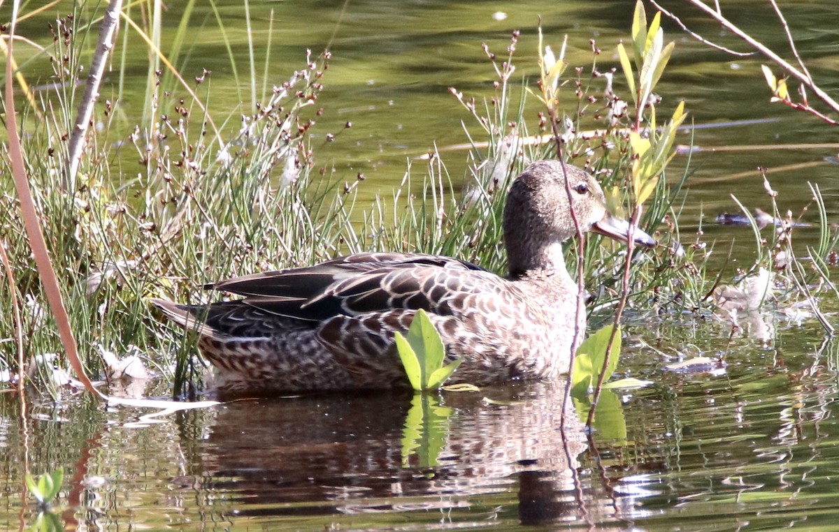 Blue-winged Teal - john tuach