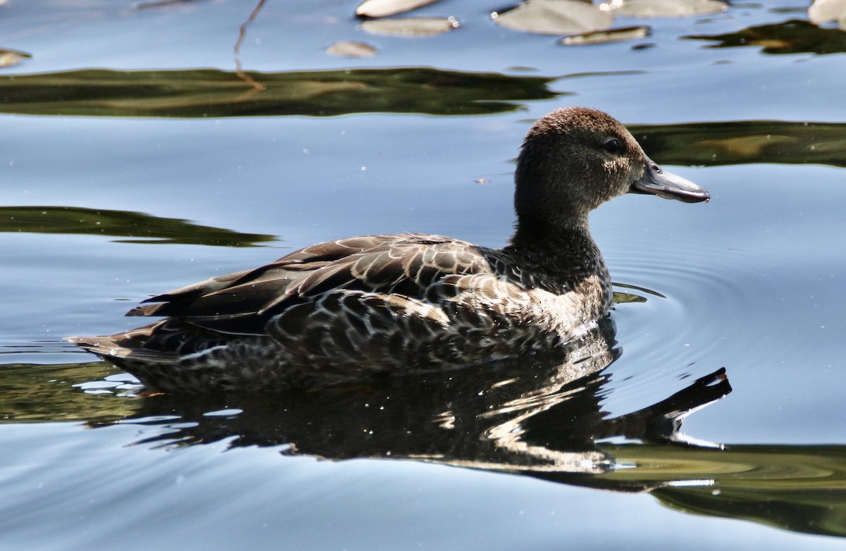 Blue-winged Teal - ML264552181