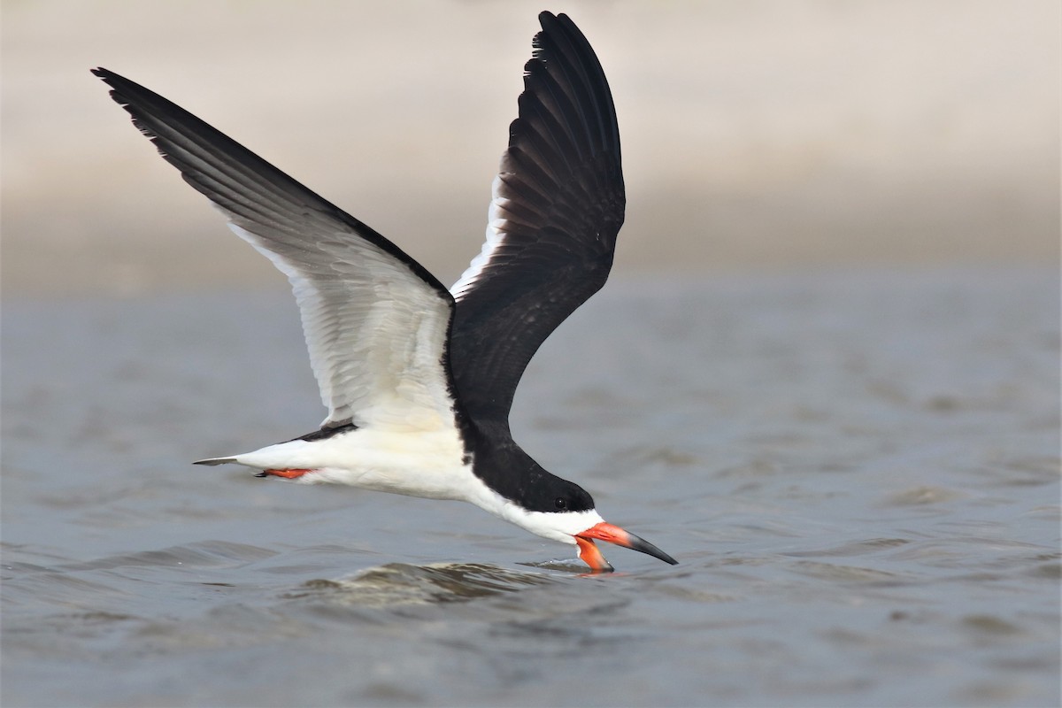 Black Skimmer - Brendan  Fogarty