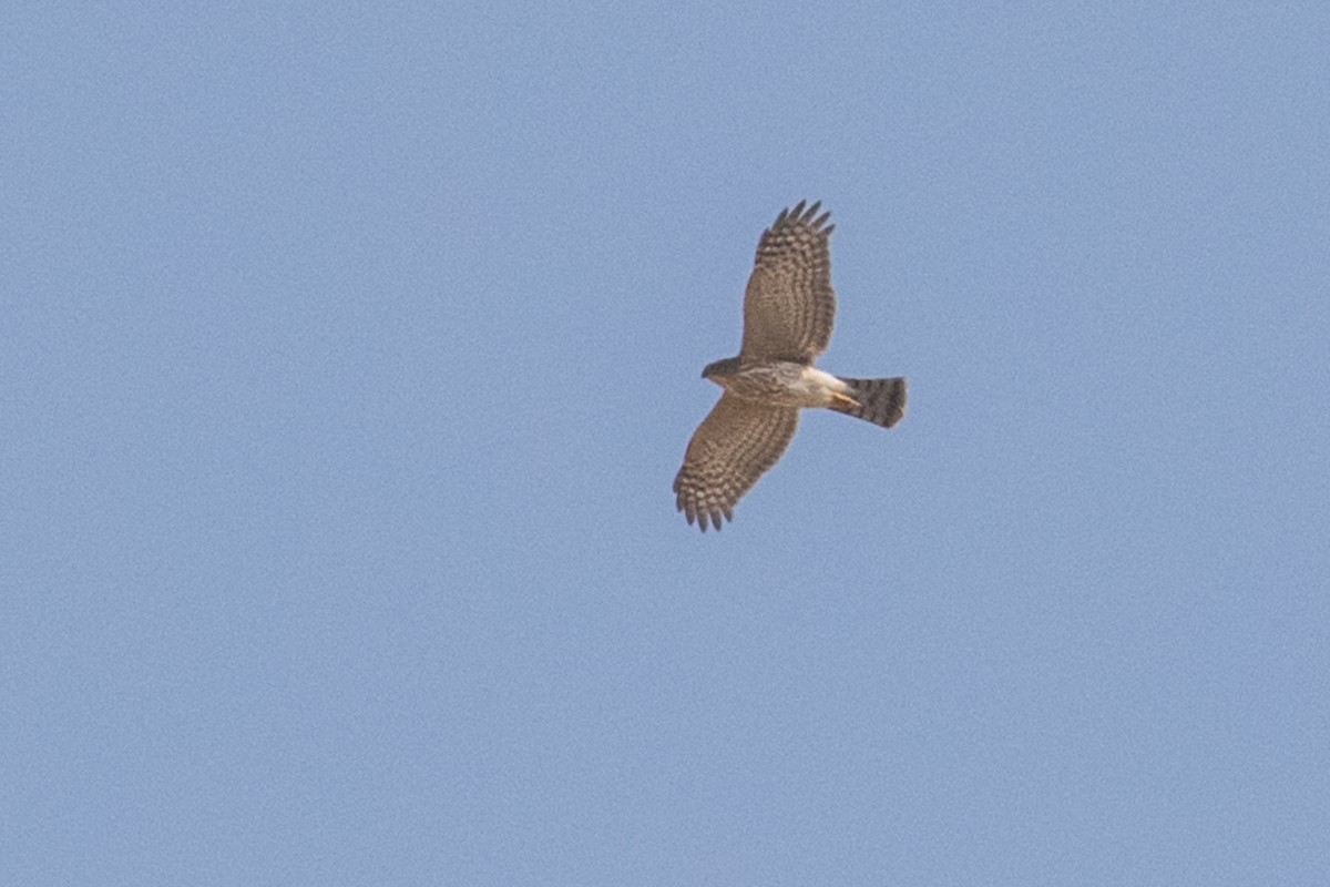 Cooper's Hawk - ML264554251