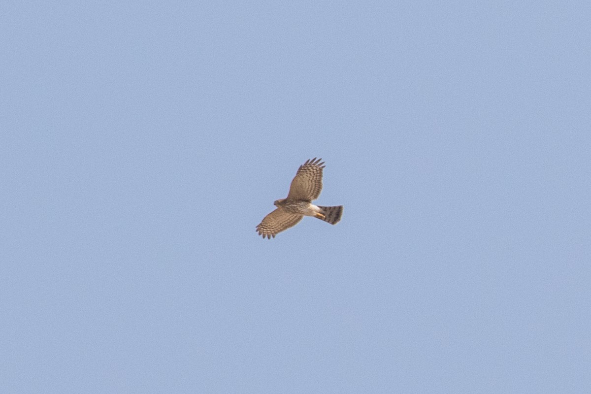 Cooper's Hawk - Dorna Mojab