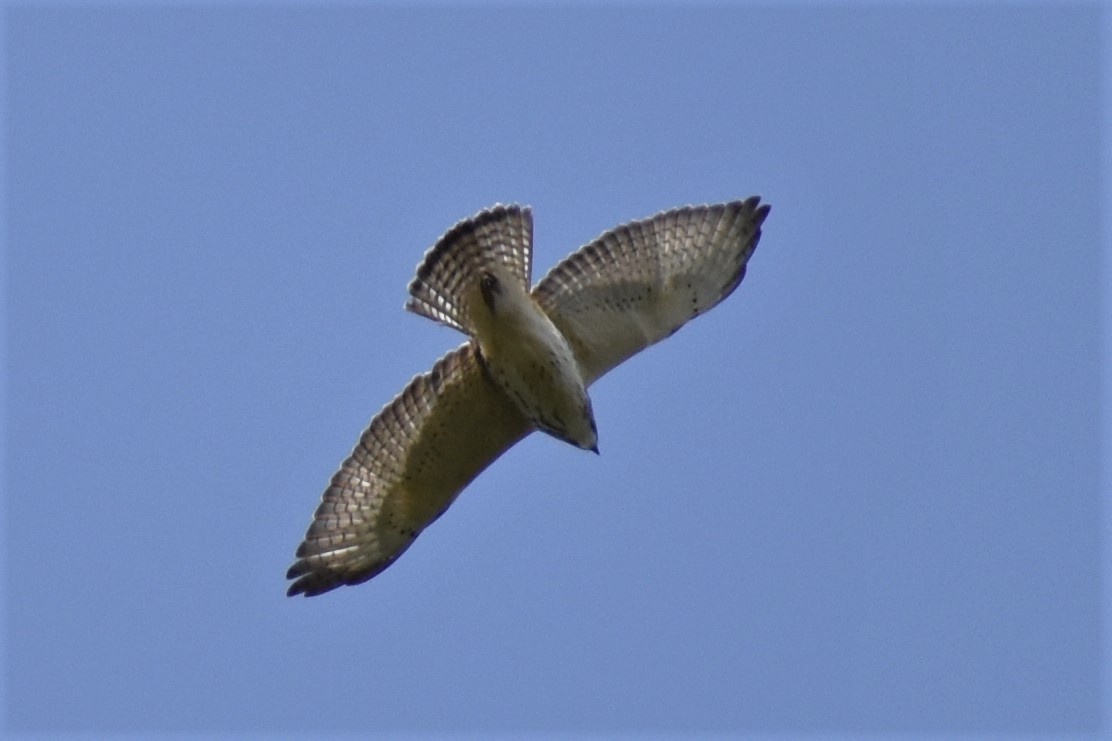 Broad-winged Hawk - ML264554401