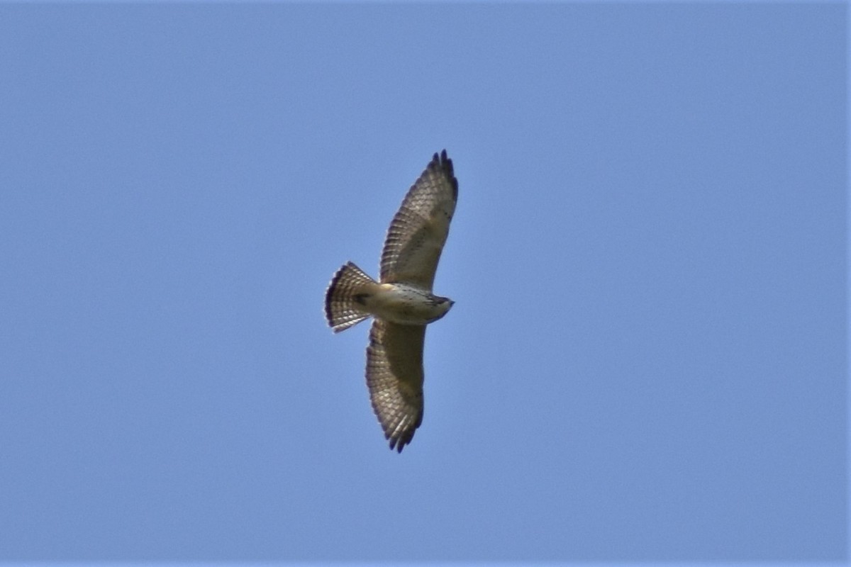 Broad-winged Hawk - ML264554421