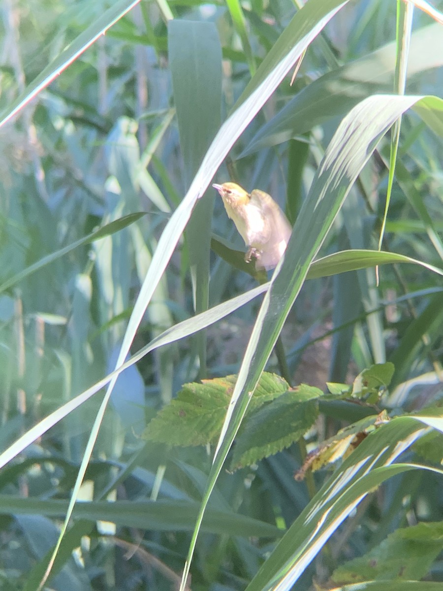 Tennessee Warbler - ML264555271