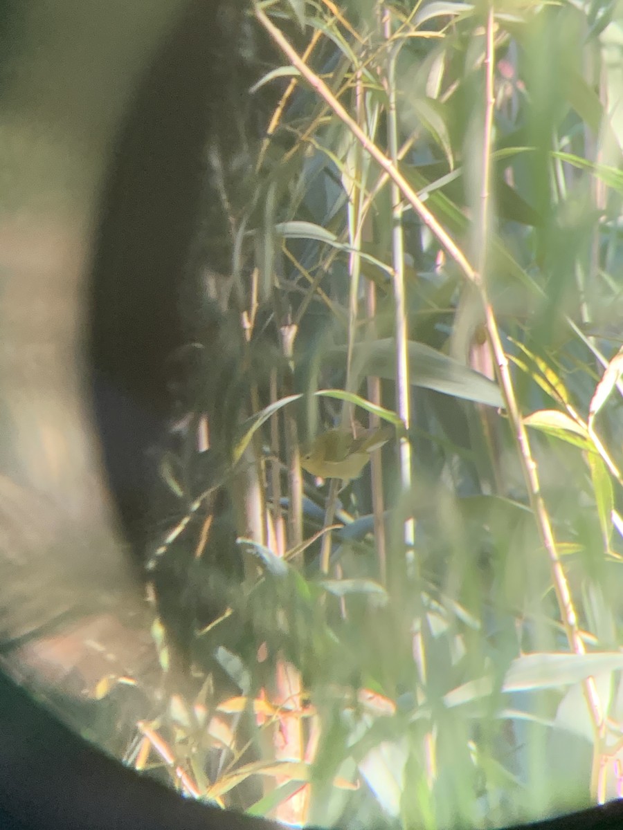 Tennessee Warbler - ML264555281