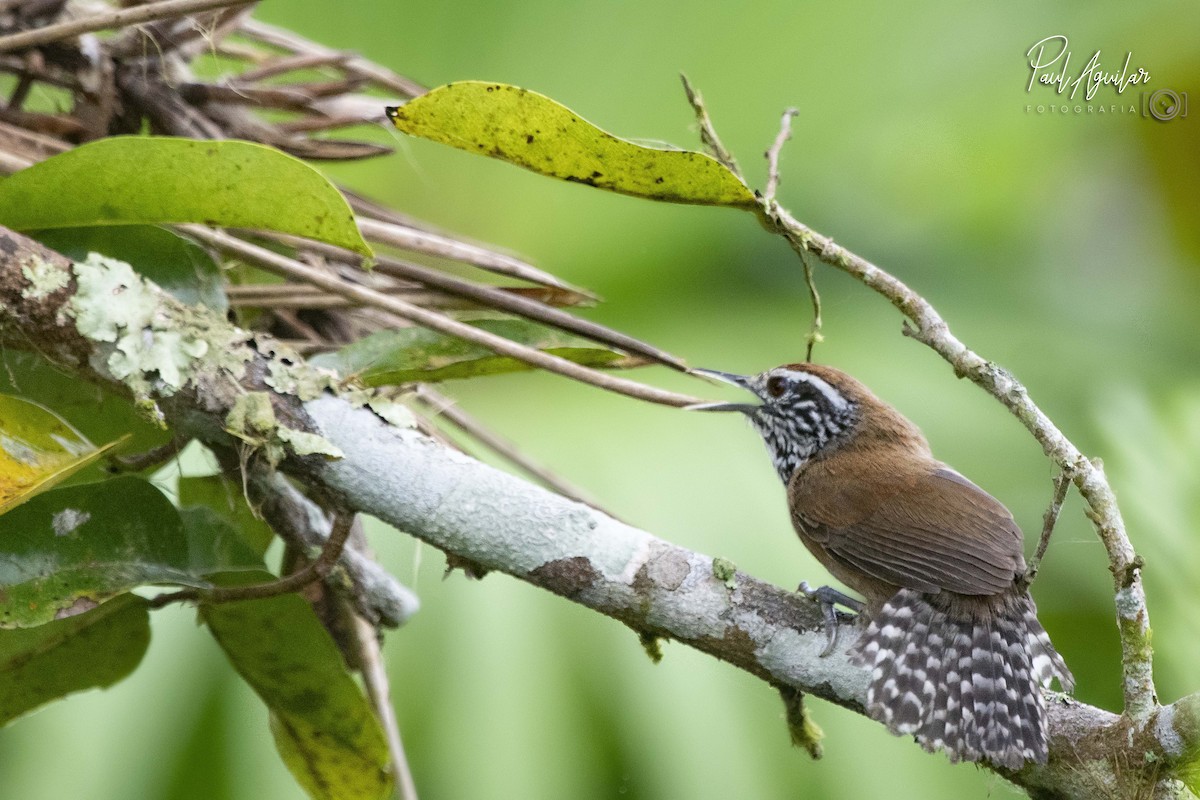 Speckle-breasted Wren - Paul Aguilar