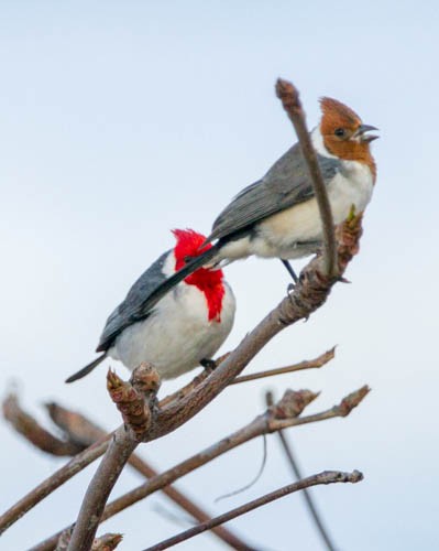 Red-crested Cardinal - Douglas Sheldon