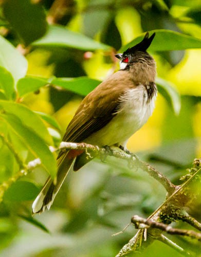 Red-whiskered Bulbul - ML26455691