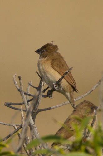 African Silverbill - ML26455731