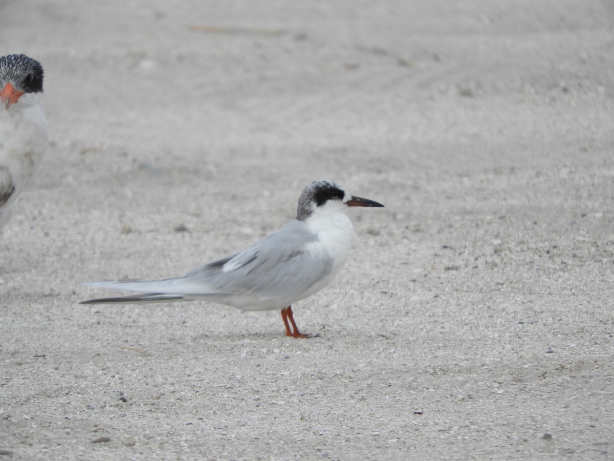 Forster's Tern - Jennifer  Ferrick