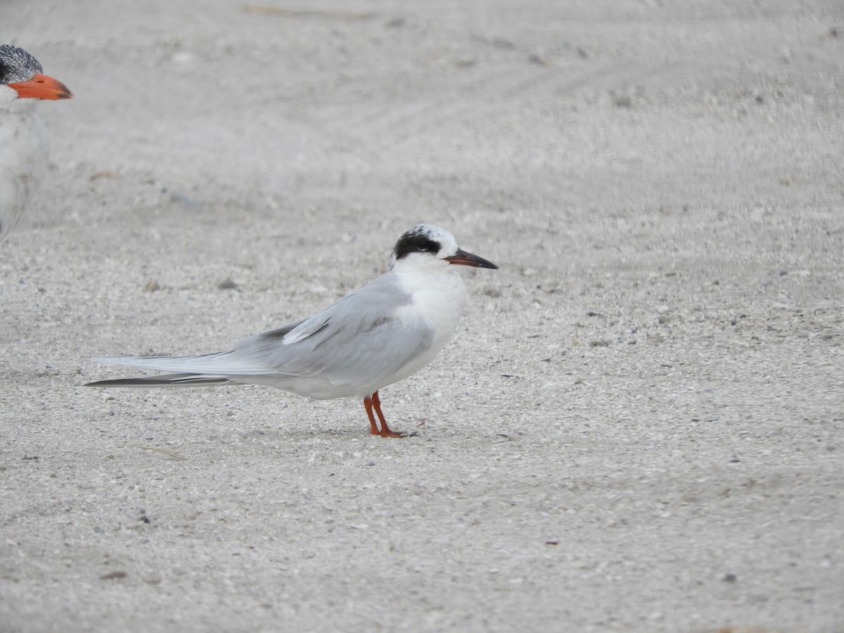 Forster's Tern - ML264557631