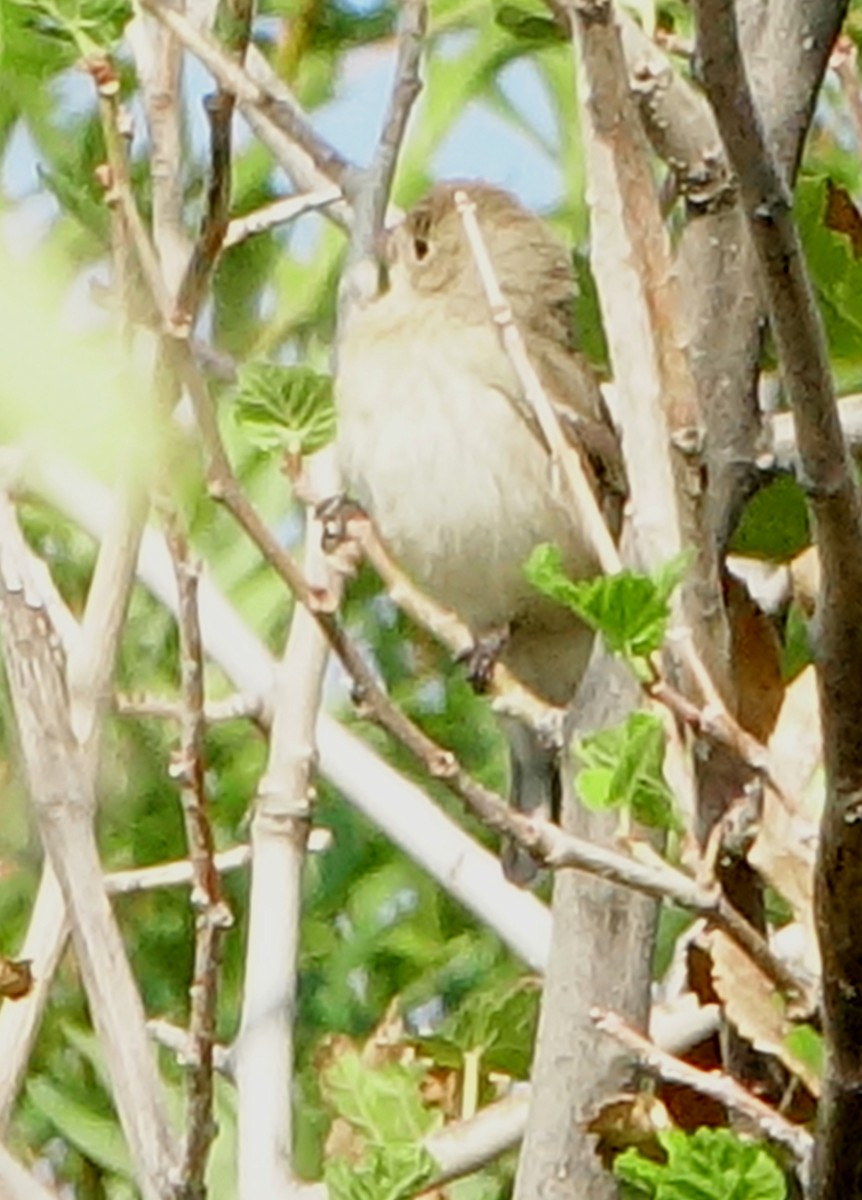 Lazuli Bunting - Carolyn Ohl, cc