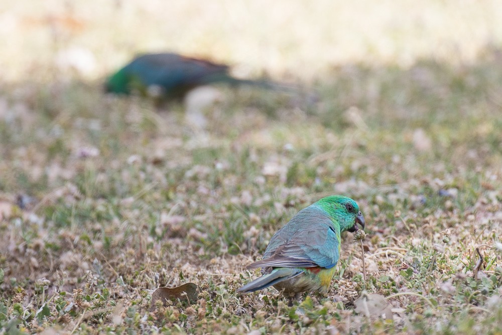 Red-rumped Parrot - ML26456241