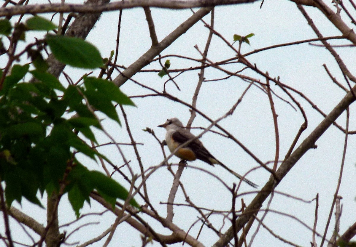 Scissor-tailed Flycatcher - Douglas Richard
