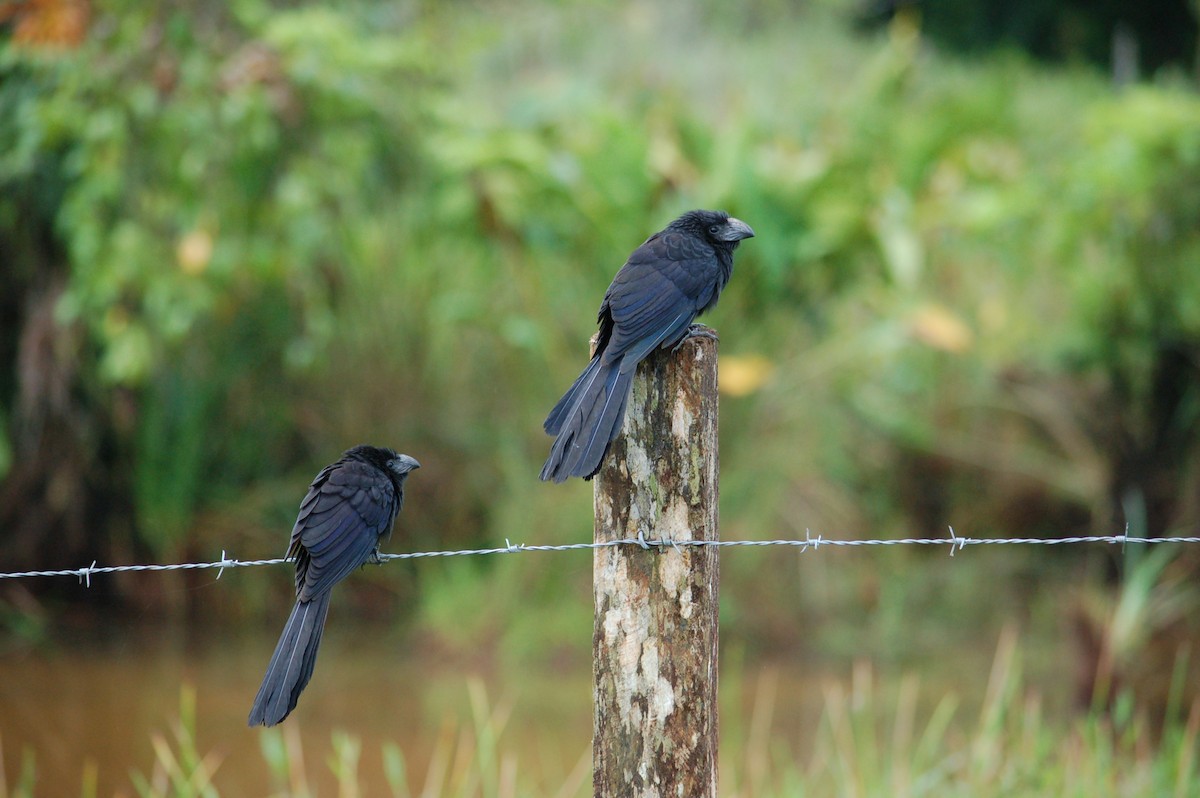 Groove-billed Ani - Hal Mitchell