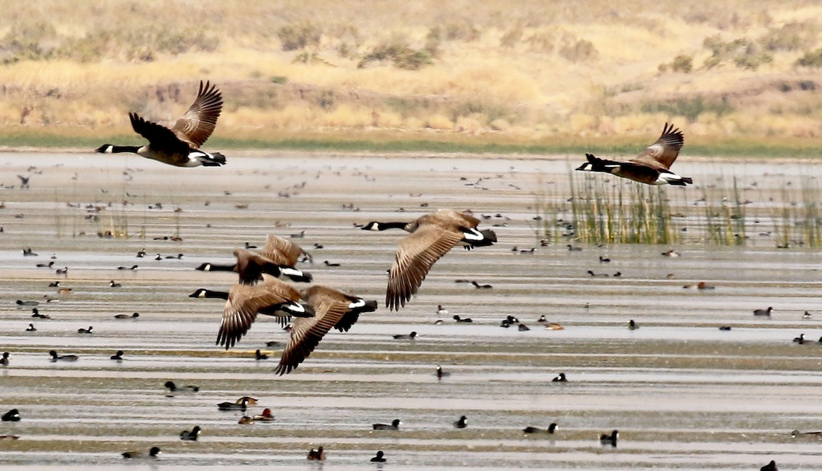 Canada Goose - ML264570221