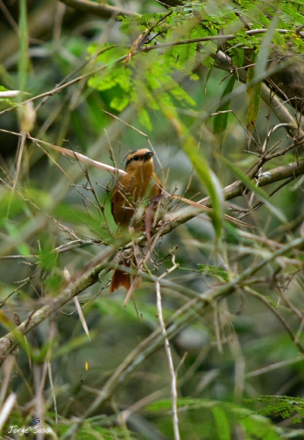 Buff-fronted Foliage-gleaner - Jorge Sosa