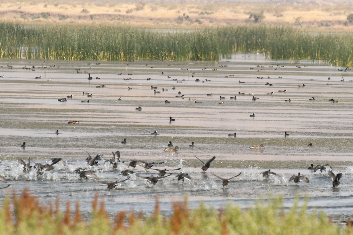 American Coot - ML264571171