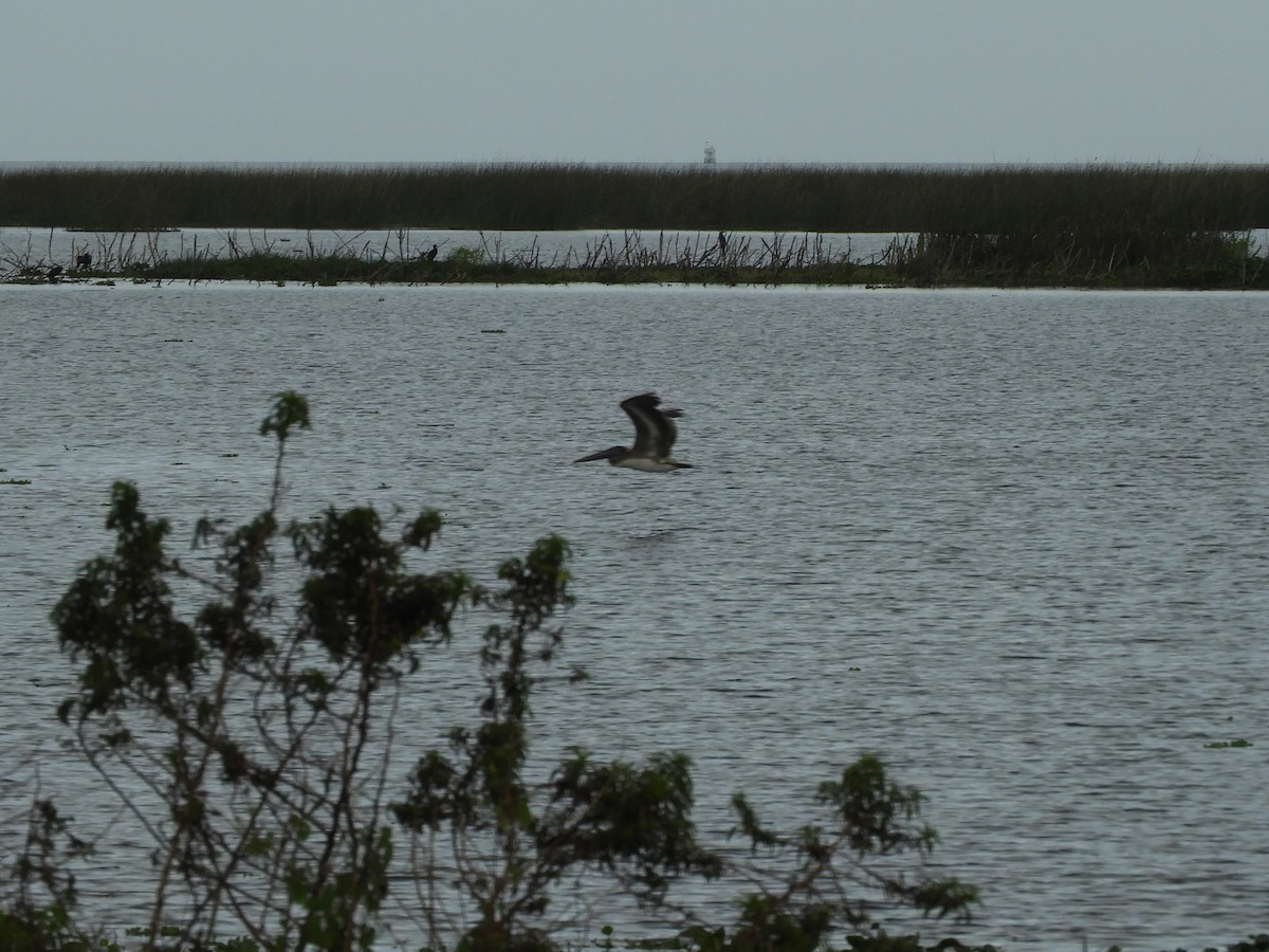 Brown Pelican - Jennifer  Ferrick