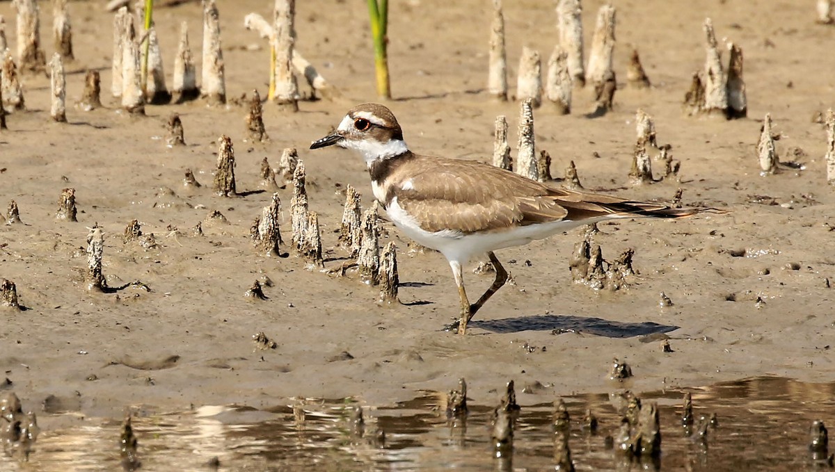 Killdeer - ML264571441