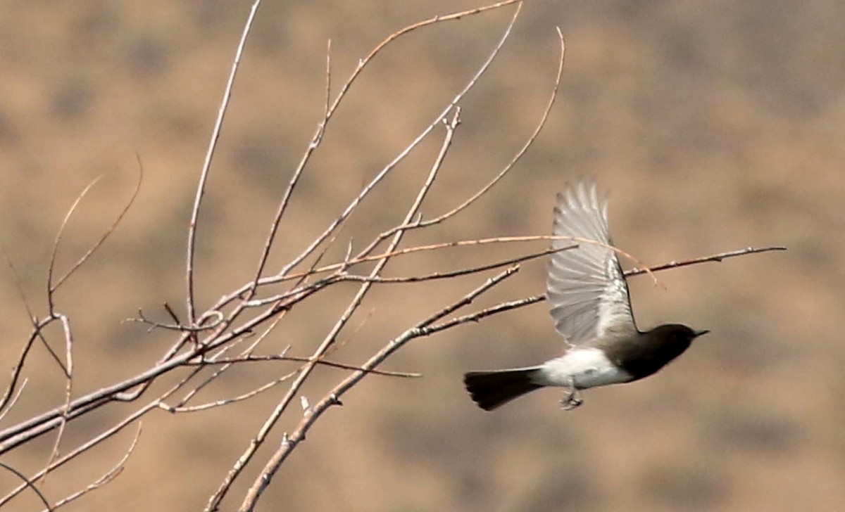 Black Phoebe - Kathleen Keef