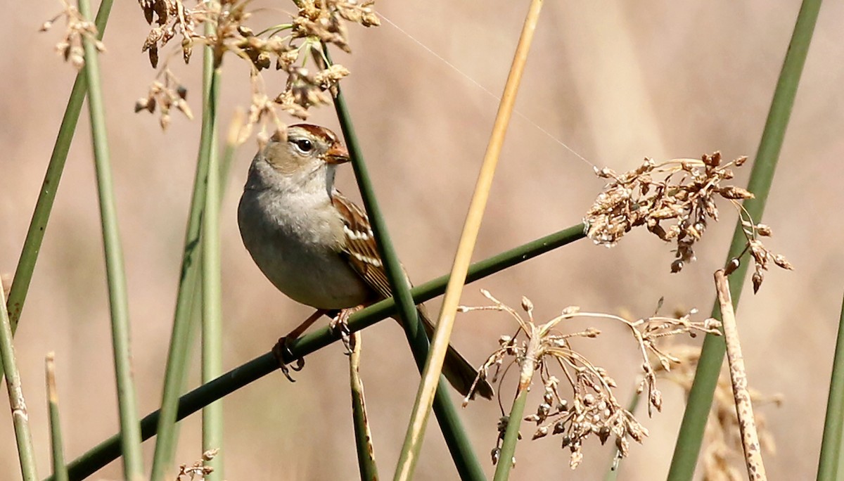 White-crowned Sparrow - ML264572121