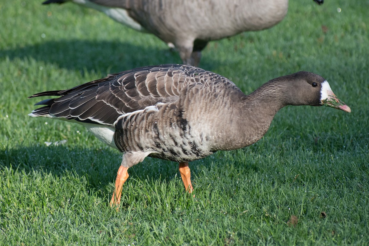 Greater White-fronted Goose - Paul Prappas