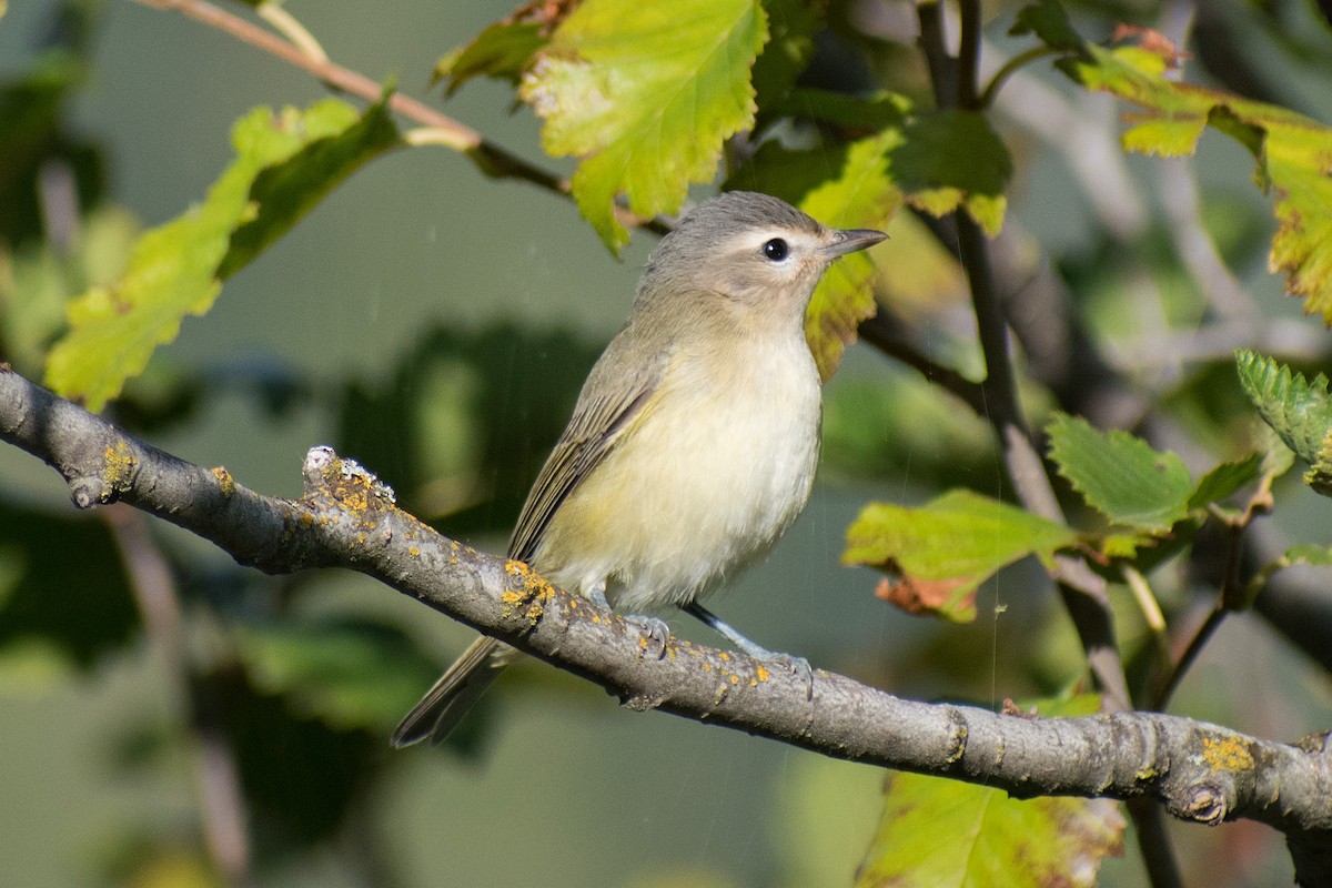 Warbling Vireo - ML264572881