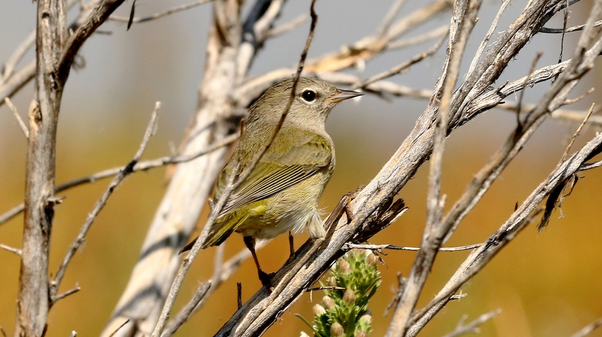 Orange-crowned Warbler - ML264573171