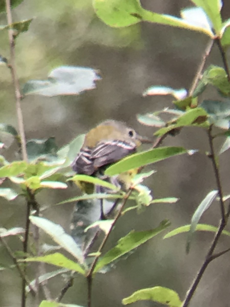 Magnolia Warbler - ML264573211