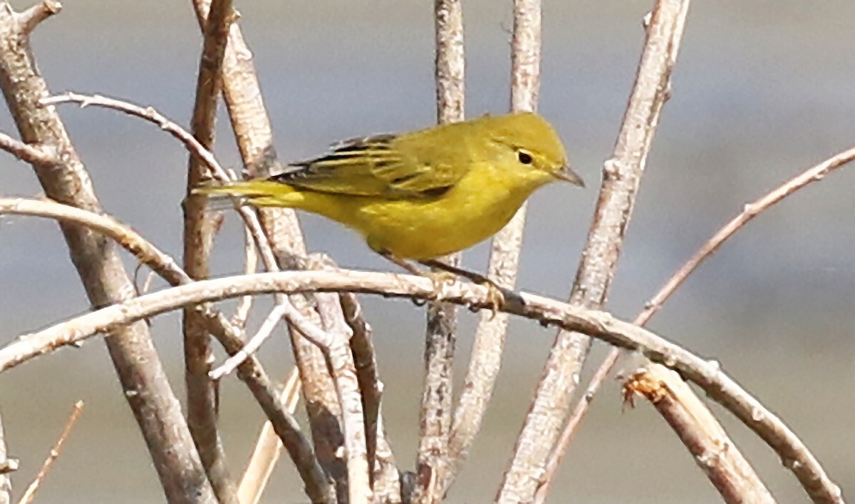 Yellow Warbler - ML264573251